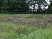 Pedicularis palustris 56, Moeraskartelblad, Saxifraga-Hans Boll