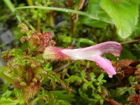 Pedicularis palustris 59, Moeraskartelblad, Saxifraga-Rutger Barendse