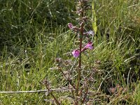Pedicularis palustris 62, Moeraskartelblad, Saxifraga-Willem van Kruijsbergen