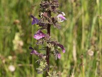 Pedicularis palustris 64, Moeraskartelblad, Saxifraga-Willem van Kruijsbergen