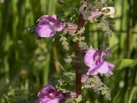 Pedicularis palustris 66, Moeraskartelblad, Saxifraga-Willem van Kruijsbergen