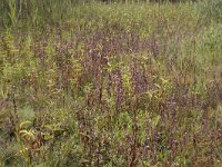 Pedicularis palustris 71, Moeraskartelblad, Saxifraga-Willem van Kruijsbergen