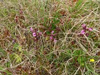 Pedicularis palustris ssp borealis 73, Saxifraga-Hans Grotenhuis
