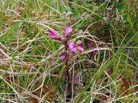 Pedicularis palustris ssp borealis 74, Saxifraga-Hans Grotenhuis