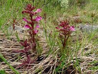Pedicularis palustris ssp borealis 76, Saxifraga-Hans Grotenhuis