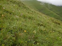 Pedicularis tuberosa 10, Saxifraga-Ed Stikvoort
