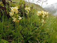 Pedicularis tuberosa 12, Saxifraga-Ed Stikvoort