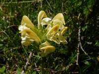 Pedicularis tuberosa 13, Saxifraga-Ed Stikvoort