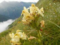 Pedicularis tuberosa 14, Saxifraga-Ed Stikvoort