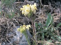 Pedicularis tuberosa 4, Saxifraga-Koos Ballintijn