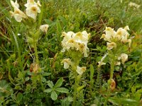 Pedicularis tuberosa 7, Saxifraga-Ed Stikvoort