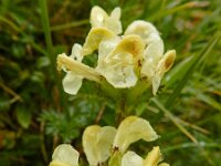 Pedicularis tuberosa 8, Saxifraga-Ed Stikvoort