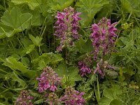 Pedicularis verticillata 1, Saxifraga-Willem van Kruijsbergen