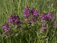 Pedicularis verticillata 16, Saxifraga-Willem van Kruijsbergen