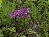 Pedicularis verticillata 3, Saxifraga-Willem van Kruijsbergen