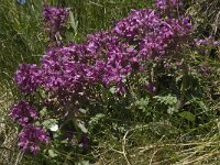 Pedicularis verticillata 4, Saxifraga-Willem van Kruijsbergen