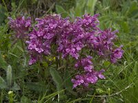 Pedicularis verticillata 7, Saxifraga-Willem van Kruijsbergen