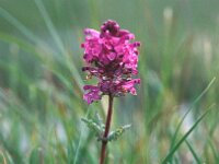 Pedicularis verticillata 9, Saxifraga-Koos Ballintijn