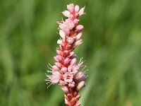 Persicaria amphibia 7, Veenwortel, Saxifraga-Sonja Bouwman