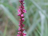 Persicaria amplexicaulis 3, Doorgroeide duizendknoop, Saxifraga-Rutger Barendse
