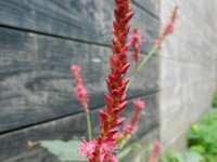 Persicaria amplexicaulis 6, Doorgroeide duizendknoop,Saxifraga-Rutger Barends