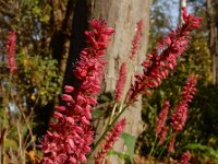 Persicaria amplexicaulis 8, Doorgroeide duizendknoop, Saxifraga-Ed Stikvoort