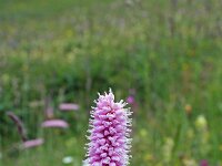 Persicaria bistorta 12, Adderwortel, Saxifraga-Jeroen Willemsen