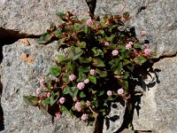 Persicaria capitata 10, Kogelduizendknoop, Saxifraga-Ed Stikvoort