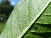 Persicaria lapathifolia 10, Beklierde duizendknoop, Saxifraga-Rutger Barendse