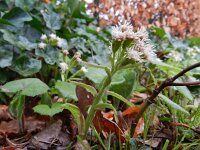 Petasites albus 11, Wit hoefblad, Saxifraga-Rutger Barendse