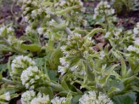 Petasites albus 18, Wit hoefblad, Saxifraga-Ed Stikvoort