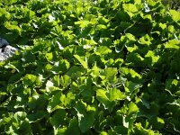 Petasites kablikianus 2, Saxifraga-Jasenka Topic