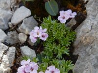 Petrocallis pyrenaica 2, Saxifraga-Ed Stikvoort