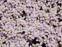Petrocallis pyrenaica 7, Saxifraga-Harry Jans