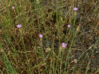 Petrorhagia prolifera 7, Slanke mantelanjer, Saxifraga-Rutger Barendse