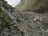 Petrorhagia saxifraga 10, Kleine mantelanjer, Saxifraga-Willem van Kruijsbergen