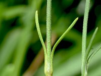 Petrorhagia saxifraga 18, Kleine mantelanjer, Saxifraga-Sonja Bouwman