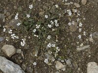 Petrorhagia saxifraga 6, Kleine mantelanjer, Saxifraga-Willem van Kruijsbergen