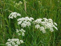 Peucedanum carvifolia 5, Karwijvarkenskervel, Saxifraga-Hans Grotenhuis