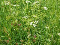 Peucedanum carvifolia 6, Karwijvarkenskervel, Saxifraga-Hans Grotenhuis