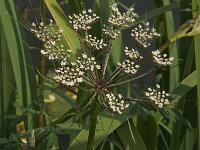 Peucedanum palustre 12, Melkeppe, Saxifraga-Jan van der Straaten