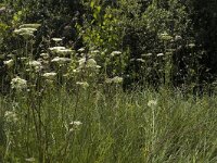 Peucedanum palustre 7, Melkeppe, Saxifraga-Marijke Verhagen