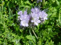 Phacelia tanacetifolia 11, Phacelia, Saxifraga-Rutger Barendse