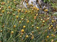 Phagnalon graecum 7, Saxifraga-Harry Jans