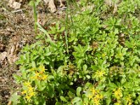 Phedimus kamtschaticus 11, Kamtsjatka-vetkruid, Saxifraga-Rutger Barendse