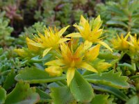 Phedimus kamtschaticus 5, Kamtsjatka-vetkruid, Saxifraga-Ed Stikvoort : dille Sint-Laurens 2e x