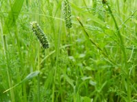 Phleum paniculatum 2, Saxifraga-Rutger Barendse