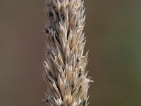 Phleum phleoides 4, Kalkdoddengras, Saxifraga-Rutger Barendse