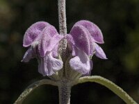 Phlomis purpurea 25, Saxifraga-Willem van Kruijsbergen