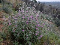 Phlomis purpurea 28, Saxifraga-Ed Stikvoort